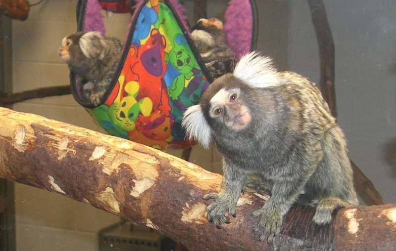 Marmoset babies get a boost from attentive fathers