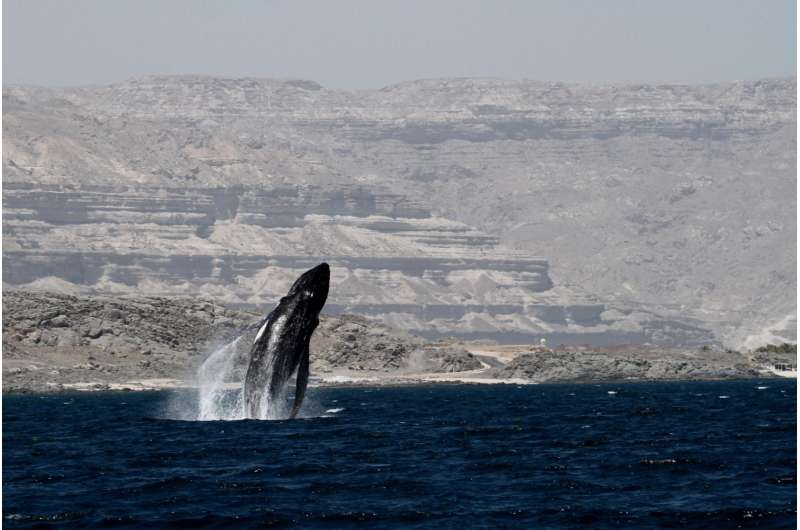 Massive genetic study of humpback whales to inform conservation assessments