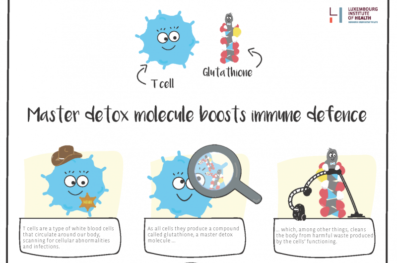 Master detox molecule boosts immune defenses