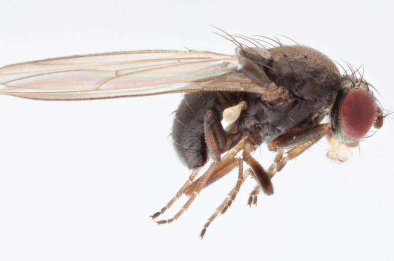 Mating mix-up with wrong fly lowers libido for Mr. Right