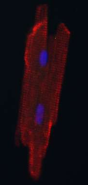 Mature heart muscle cells created in the laboratory from stem cells