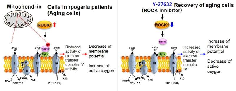 Mechanism of aging recovery for progeria patients revealed