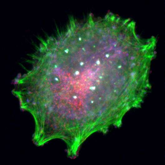 Melanoma cells rewire to resist drug treatment, Penn-Wistar team finds