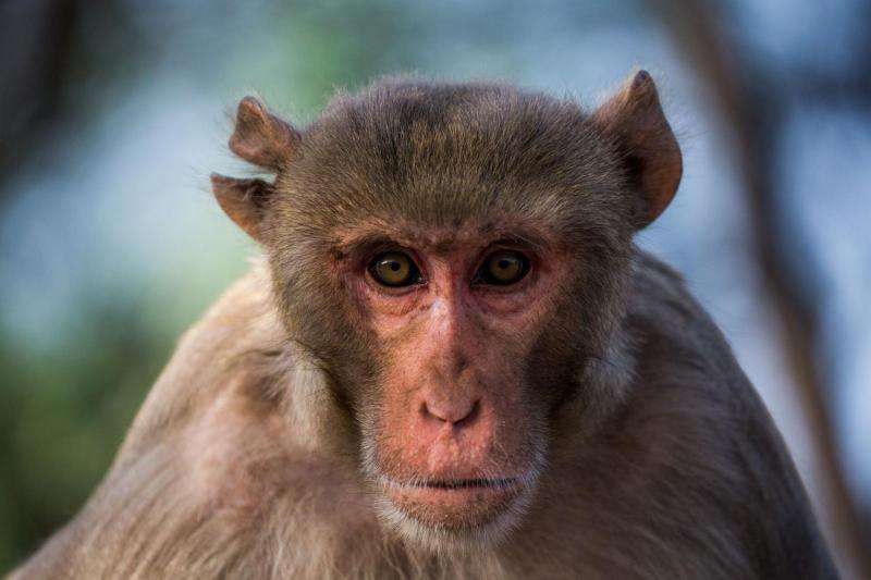 Memory for stimulus sequences distinguishes humans from other animals