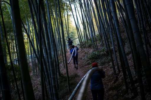 Men carry bamboo through a forest near the city of Lin'an, Zhejiang Province