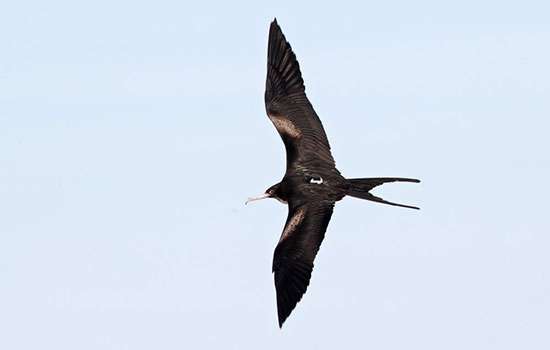 Mercury emissions in Southeast Asian waters threaten Australian birds