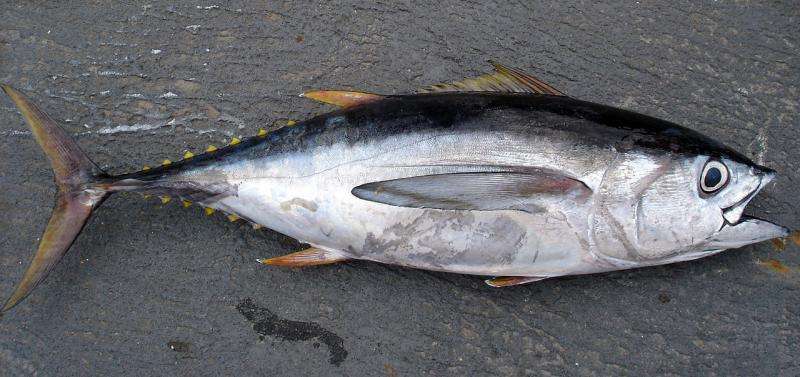 Mercury levels in Hawaiian bigeye, yellowfin tuna rising