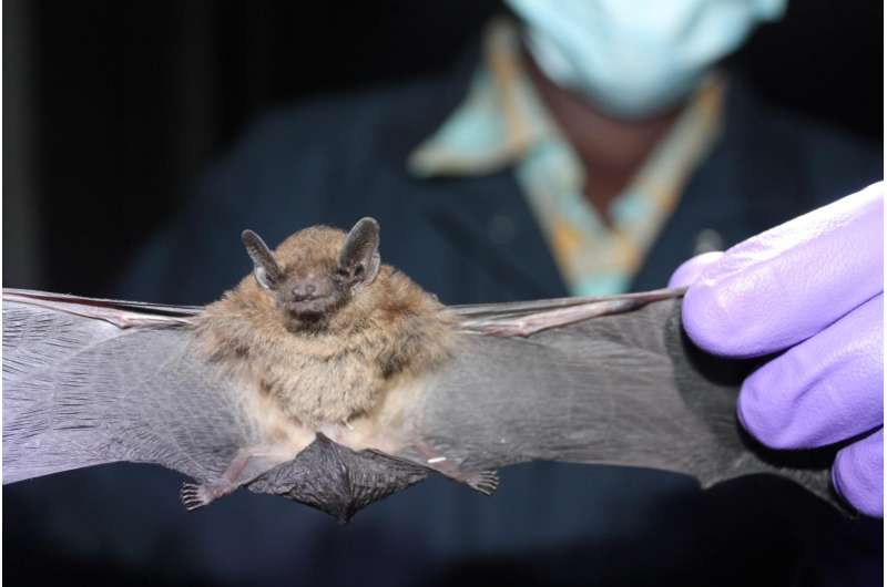 MERS-like coronavirus identified in Ugandan bat