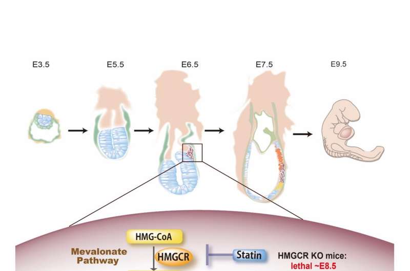 Metabolic pathway regulating key stage of embryo development revealed