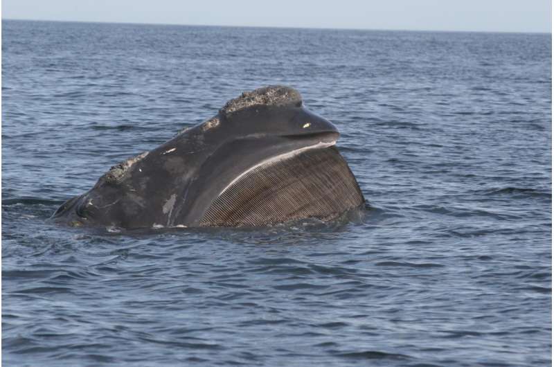 Method to estimate abundance, trends in North Atlantic right whales confirms decline