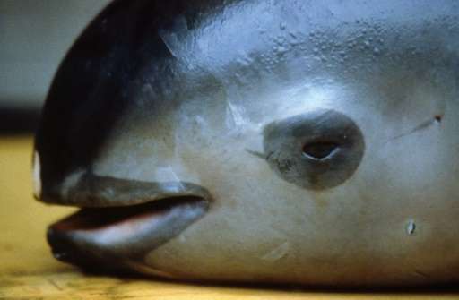 Mexico's vaquita marina population has declined from 200 in 2012 to 30