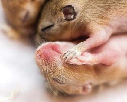 Mice offer a window into sleep's role in memory
