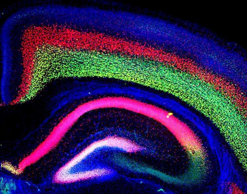 Mice provide insight into genetics of autism spectrum disorders