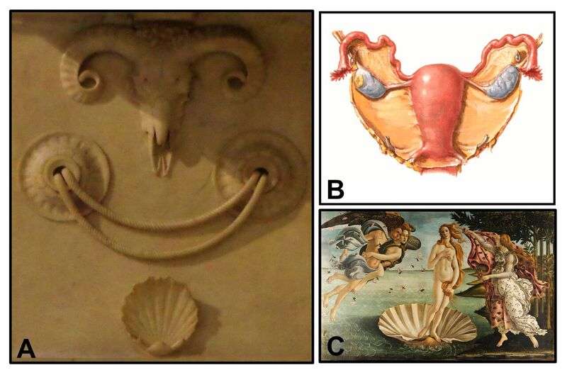 Michelangelo's Medici Chapel may contain hidden symbols of female anatomy