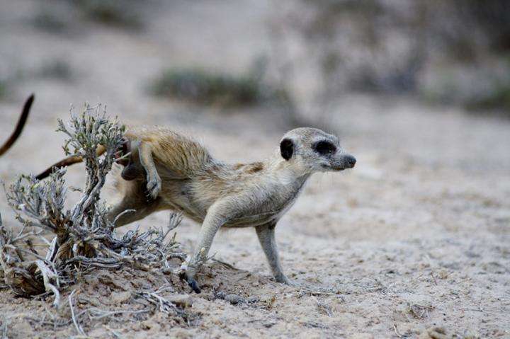 Microbes give meerkat gangs their signature scents