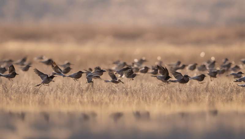 Migrating birds use a magnetic map to travel long distances