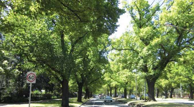 Millions of city trees at risk from rising temperatures