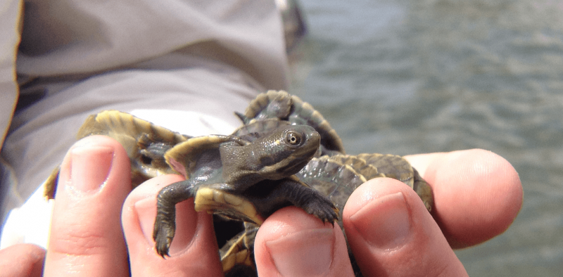 Millions of rotting fish—turtles and crays can save us from carpageddon
