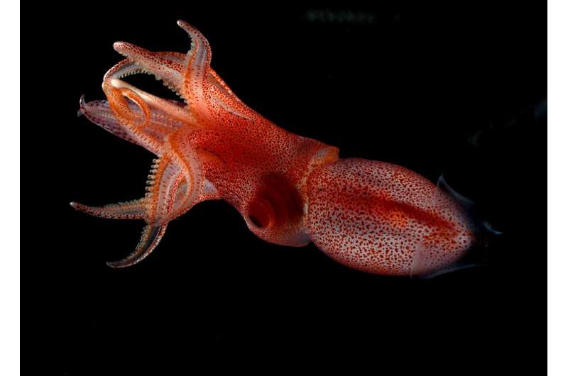 Mismatched eyes help squid survive ocean's twilight zone