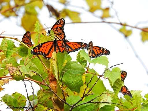 Misplaced monarchs: Clusters of butterflies stuck up north
