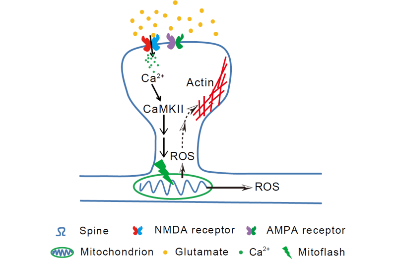Mitochondrial flash signals long-term memory at neuronal synapse
