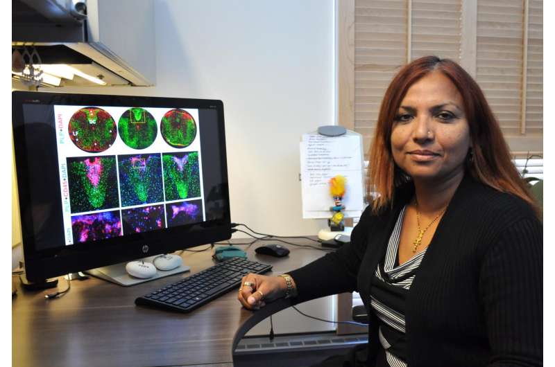 Model helps explain why some patients with multiple sclerosis have seizures