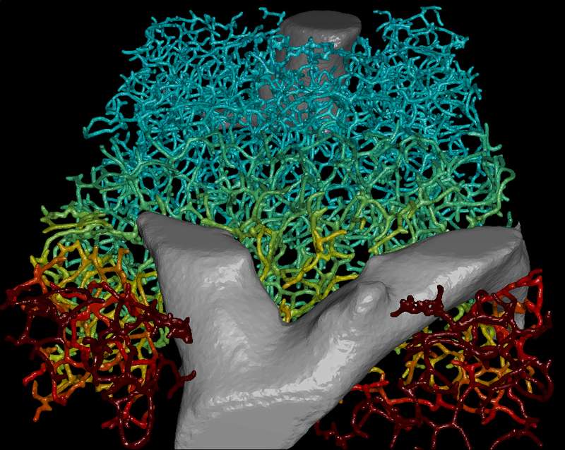 Model simulates biliary fluid dynamics in the liver and predicts drug-induced liver injuries