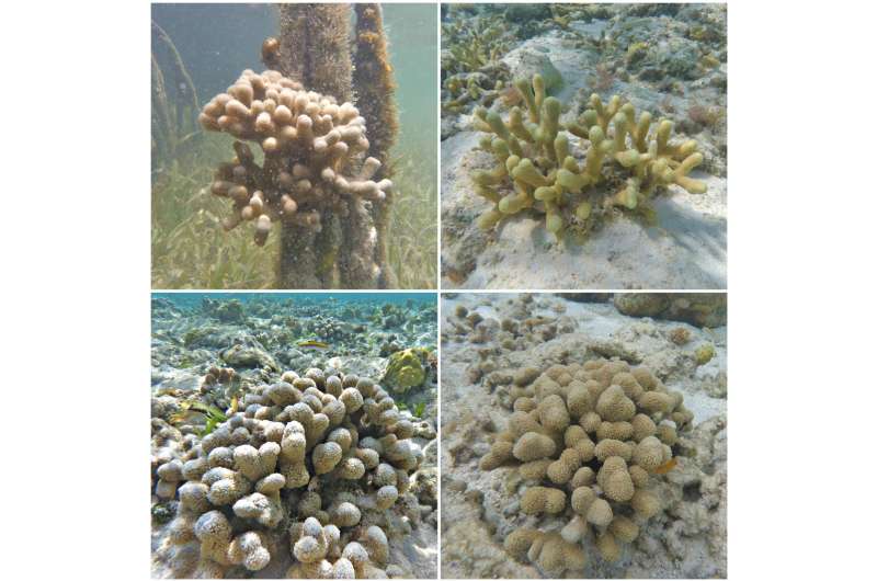 Modern genetic sequencing tools give clearer picture of how corals are related
