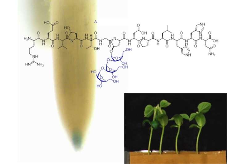 Modified peptides could boost plant growth and development