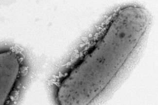 Modifying cell wall can increase bacterial lipids