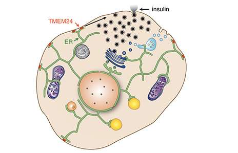 Molecular aid to insulin secretion identified