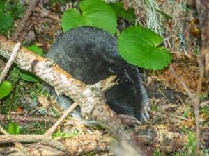 Mole study shows anyone can be backyard scientist