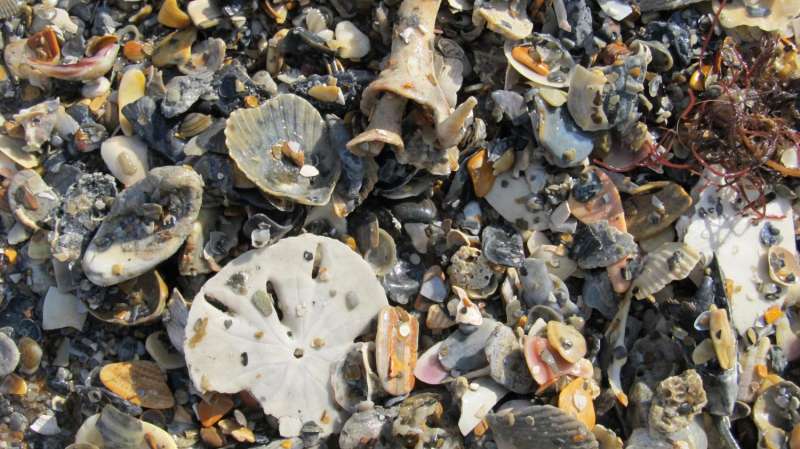 Mollusk graveyards are time machines to oceans' pristine past