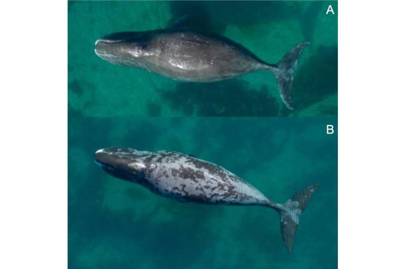 Molting bowhead whales likely rub on rocks to facilitate sloughing off skin