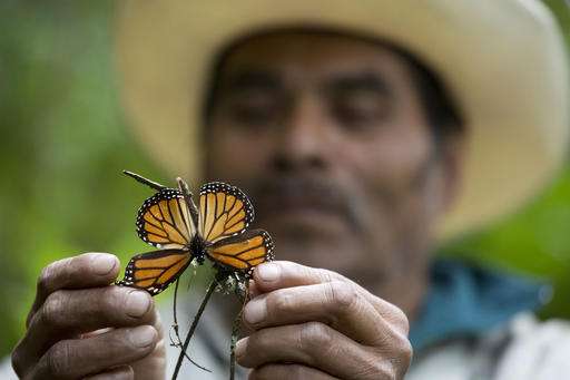 Monarch butterfly numbers drop by 27 percent in Mexico