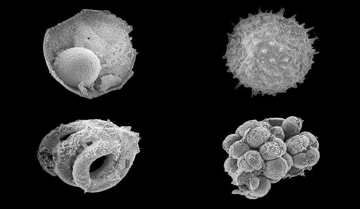 Mongolian microfossils point to the rise of animals on Earth