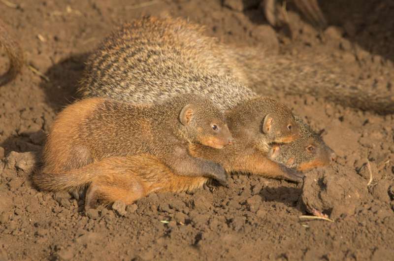 Mongoose pups conceal identity to survive