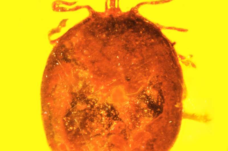 Monkey business produces rare preserved blood in amber fossils