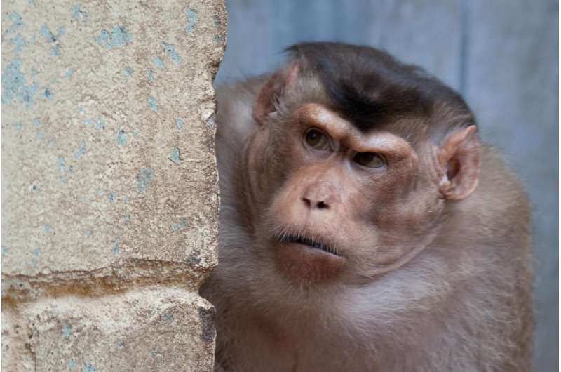 Monkey fights help explain tipping points in animal societies