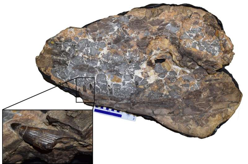 Monstrous crocodile fossil points to early rise of ancient reptiles