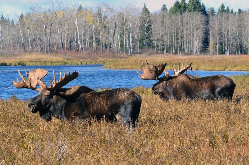 Moose tracking: There's an app for that.