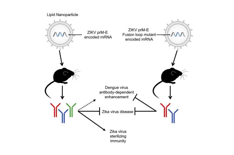 More evidence that Zika mRNA vaccines can stop viral replication in mice