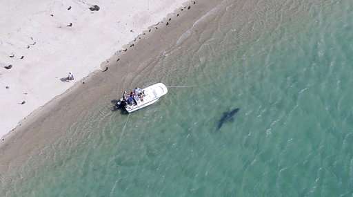 More great white sharks appear to be visiting off Cape Cod