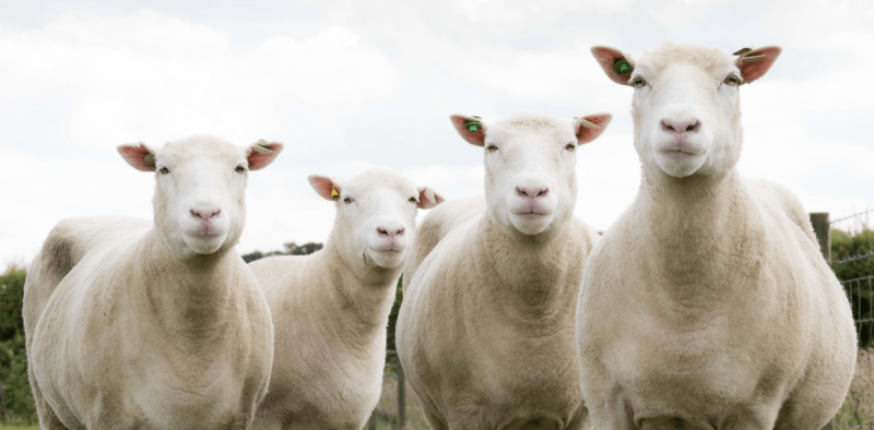 More lessons from Dolly the sheep—is a clone really born at age zero?