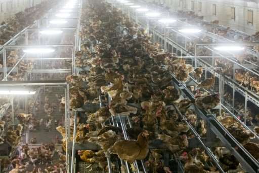 More than two months after the tainted-egg crisis erupted and Dutch officials closed down poultry farms where the banned substan