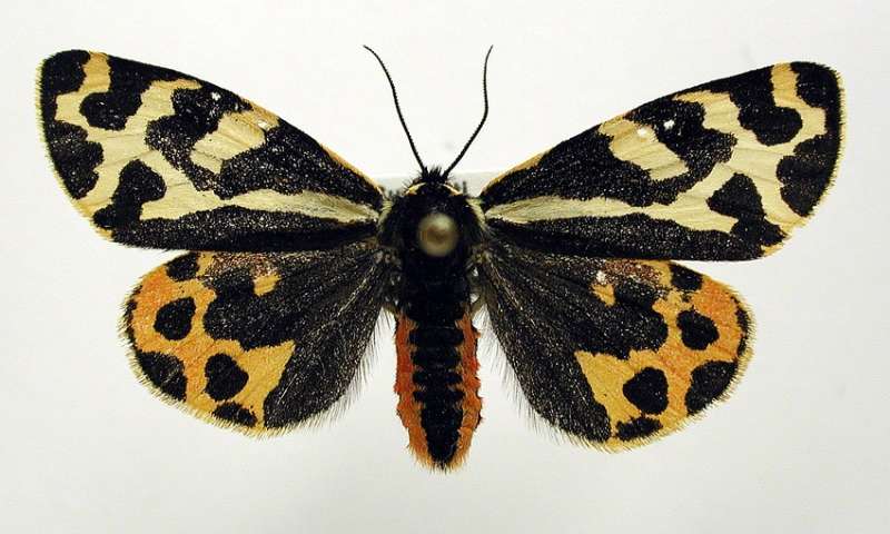 Moth found to secrete distinct defensive fluids to ward off different types of predators