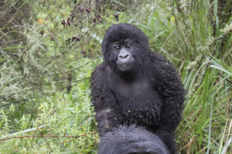 Mountain gorillas have herpes virus similar to that found in humans