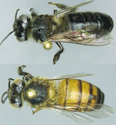 Mountain honey bees have ancient adaptation for high-altitude foraging