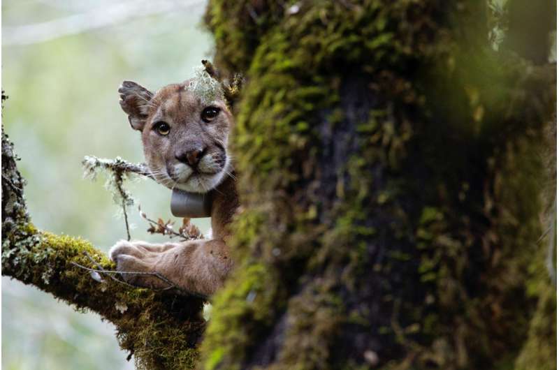 Mountain lions fear humans, fleeing when they hear our voices, new study reveals