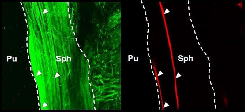 Mouse eyes constrict to light without direct link to the brain